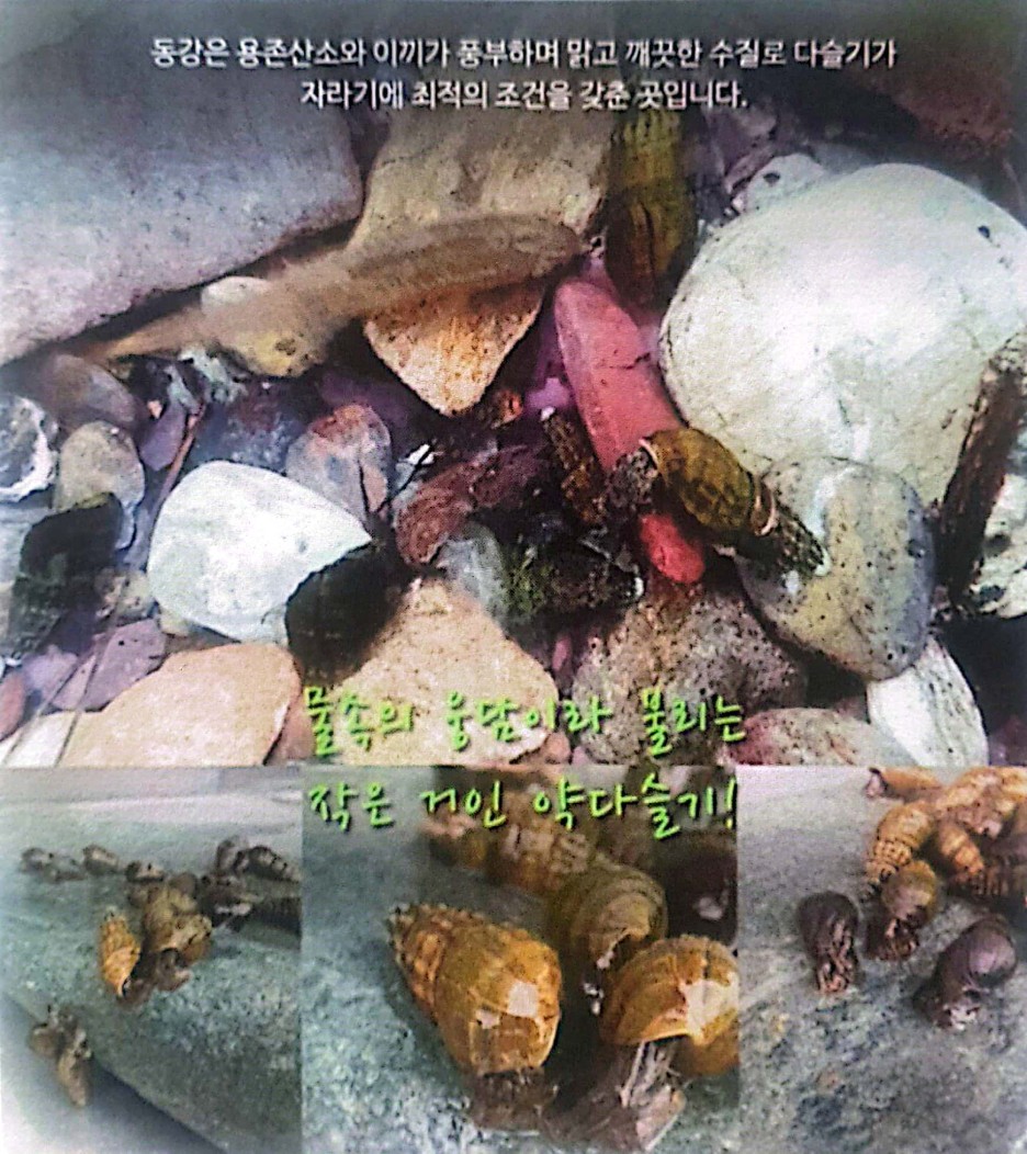 동강 다슬기 기름 상세페이지 2